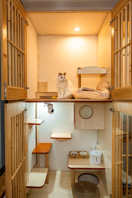 猫咪寄养杭州宠物托管酒店家庭散养笼养上门接送本地猫代喂养服务